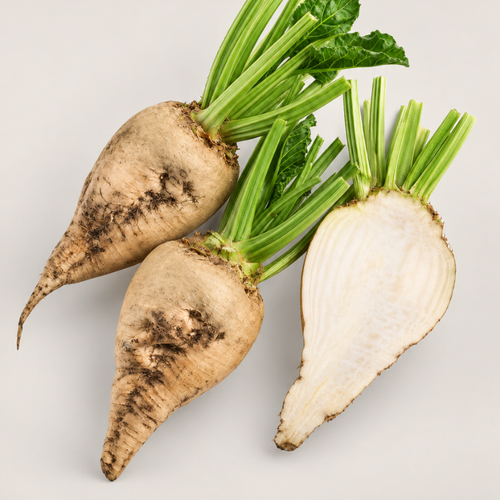beet pulp powder