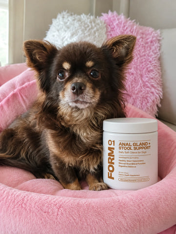 Dog with a tub of 01 FORM by Devoted Humans