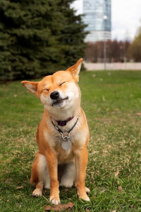 Happy dog at home