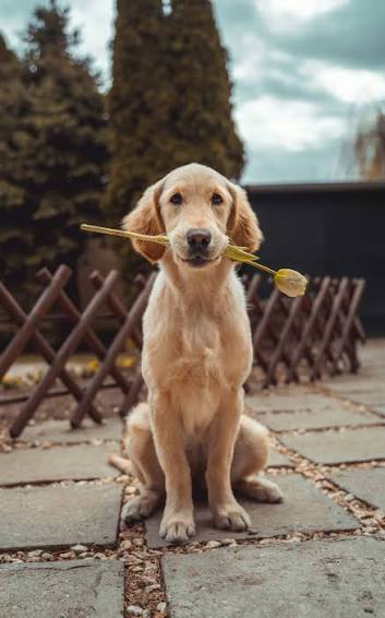 Dog spending time with a person