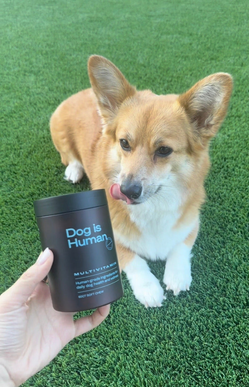 A Corgi sits on grass. The Corgi licks its lips as it looks at the jar of pet multivitamins the offscreen owner is holding.